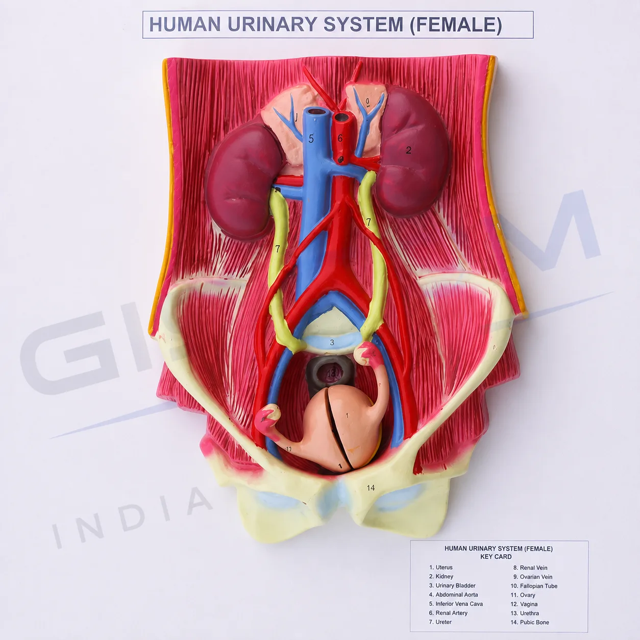 Human Urinary System (Dual Sex)