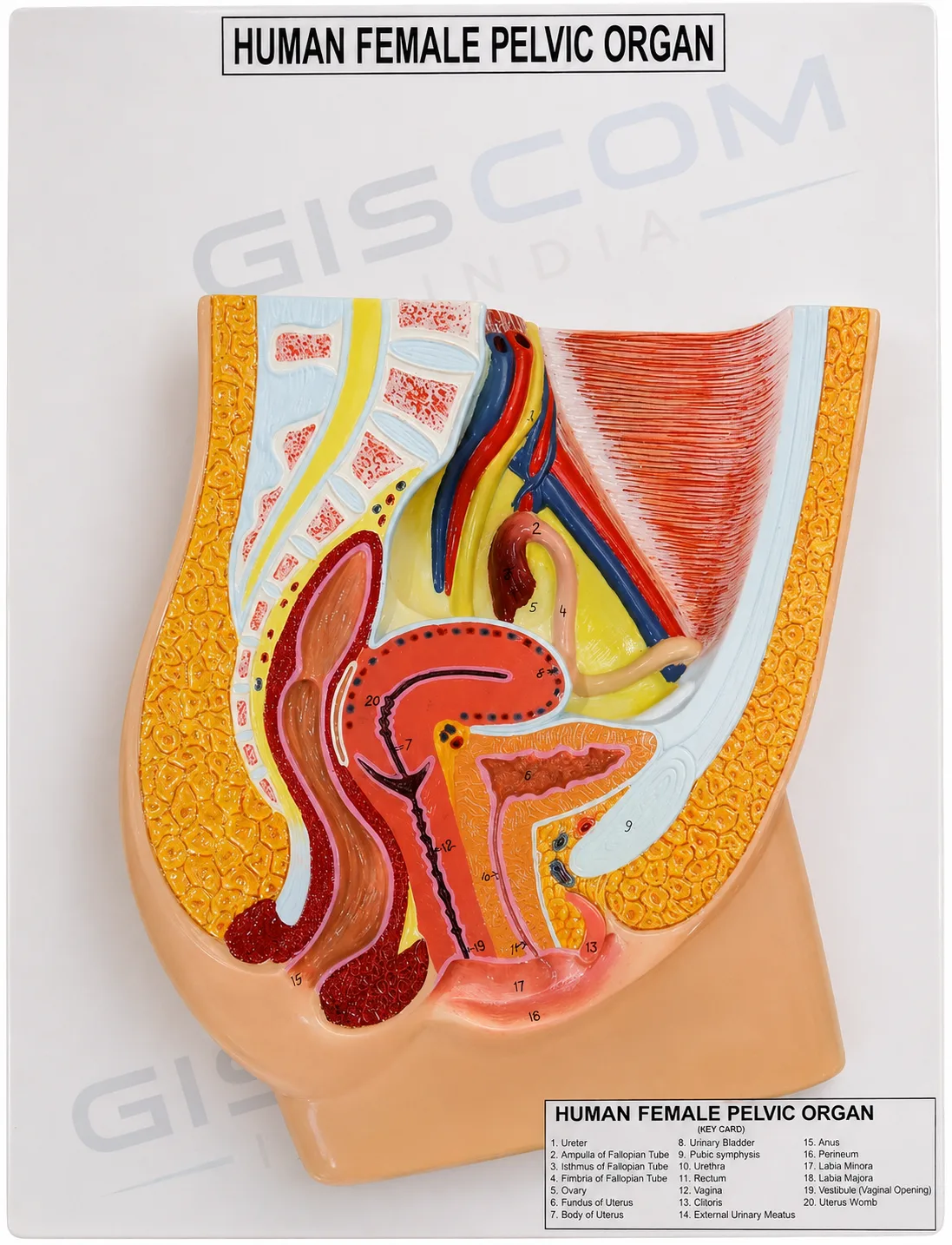 Human Female Reproductive System