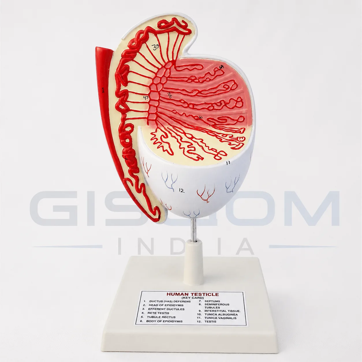 Human Testicle Model