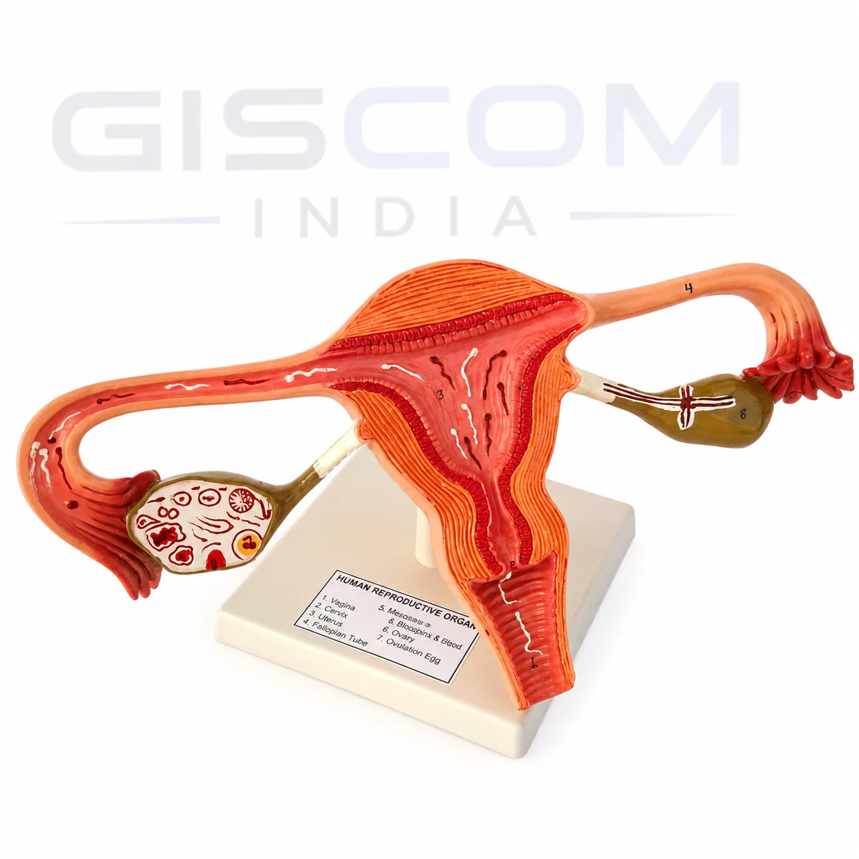 Female Reproductive Organ (Uterus) Model