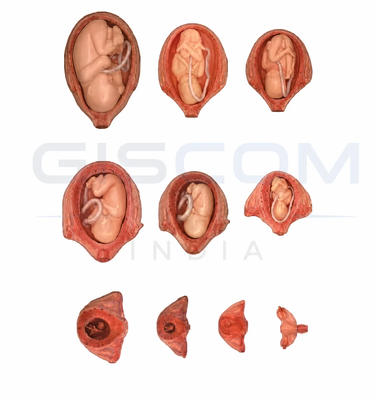 Embryo Development Process Stages Model