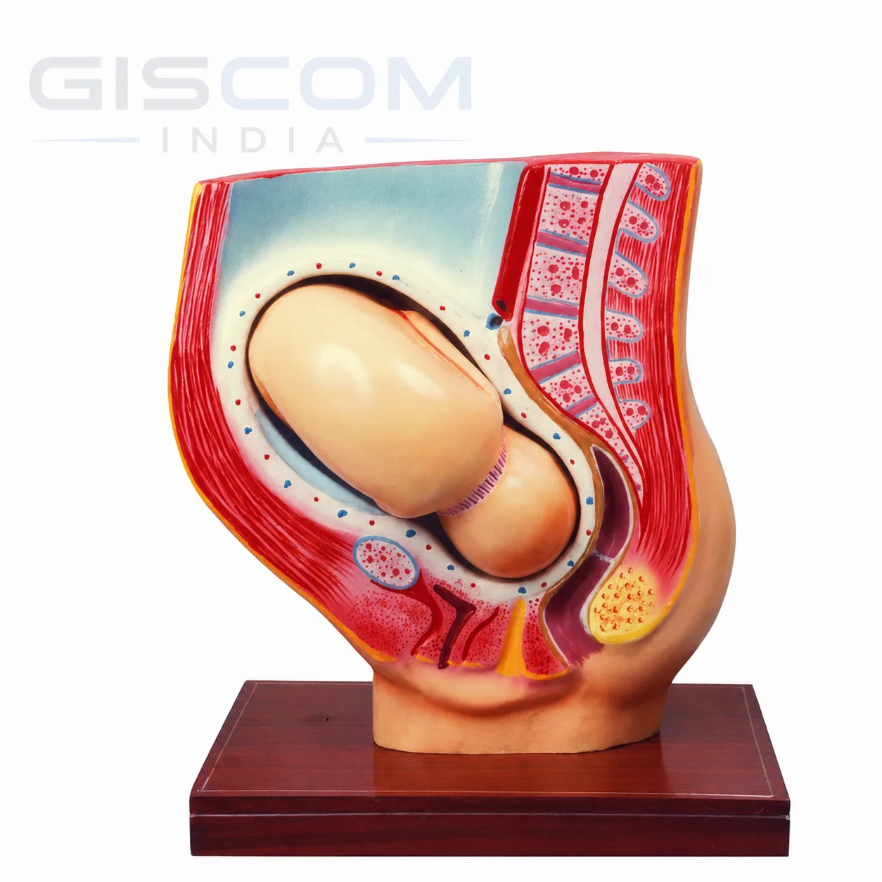 Baby with Pelvis Model
