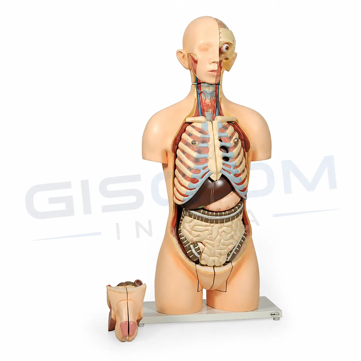Human Torso Dual Sex Model