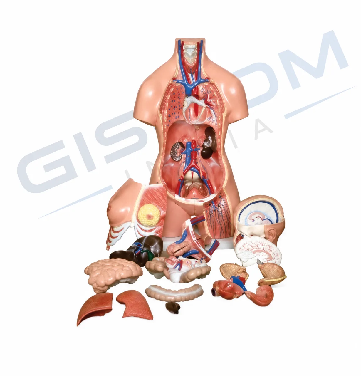 Human Torso Model
