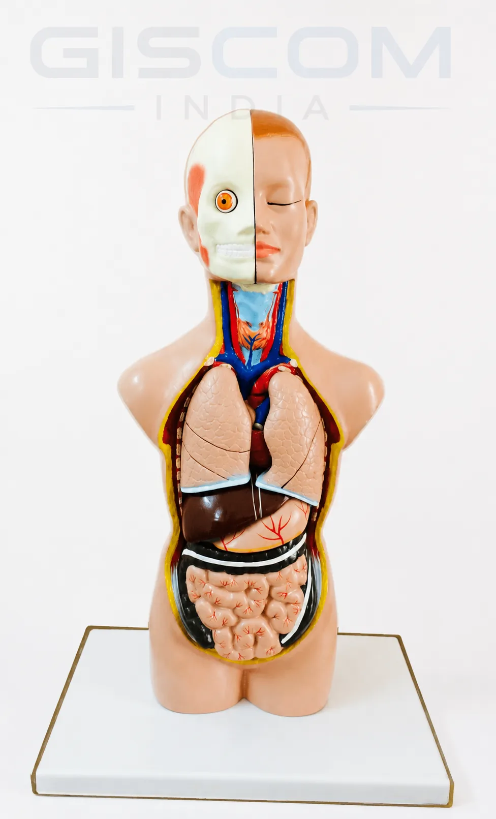 Human Torso Sexless Small