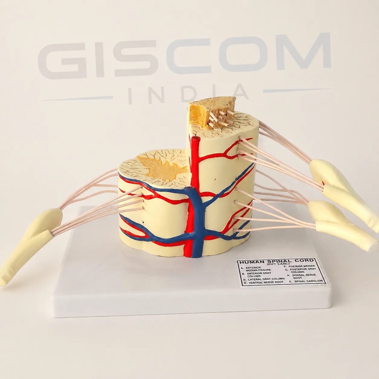 Human Spinal Cord