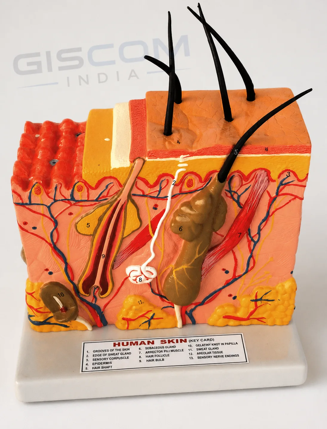 Human Skin Model 3D