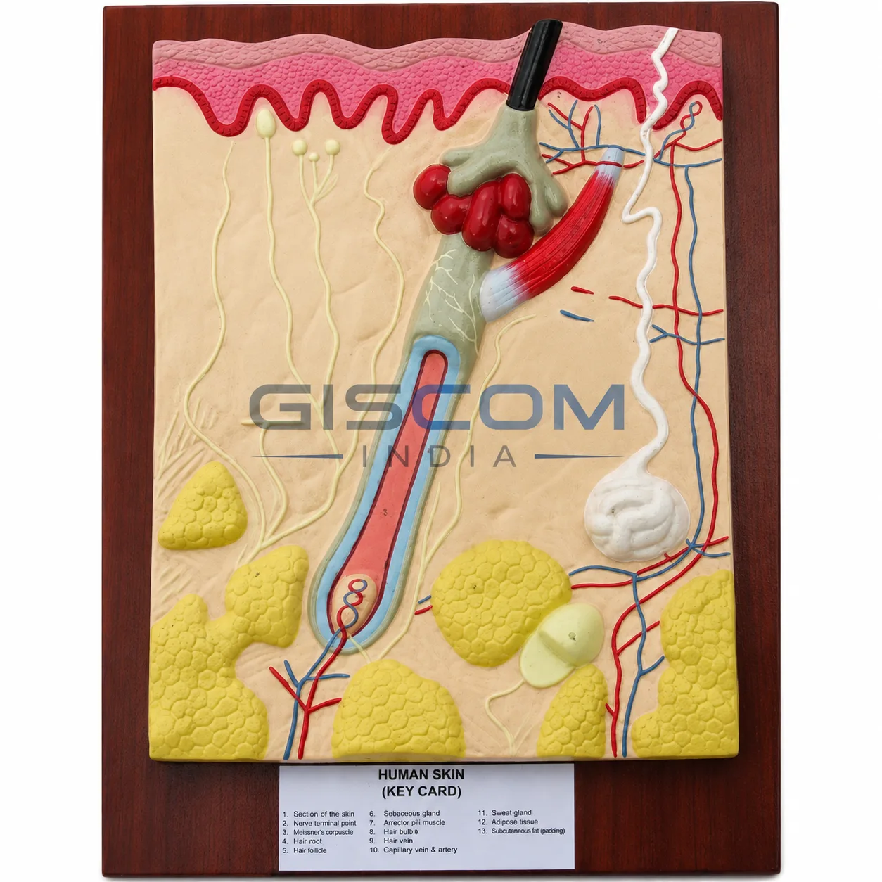 Human Skin Model