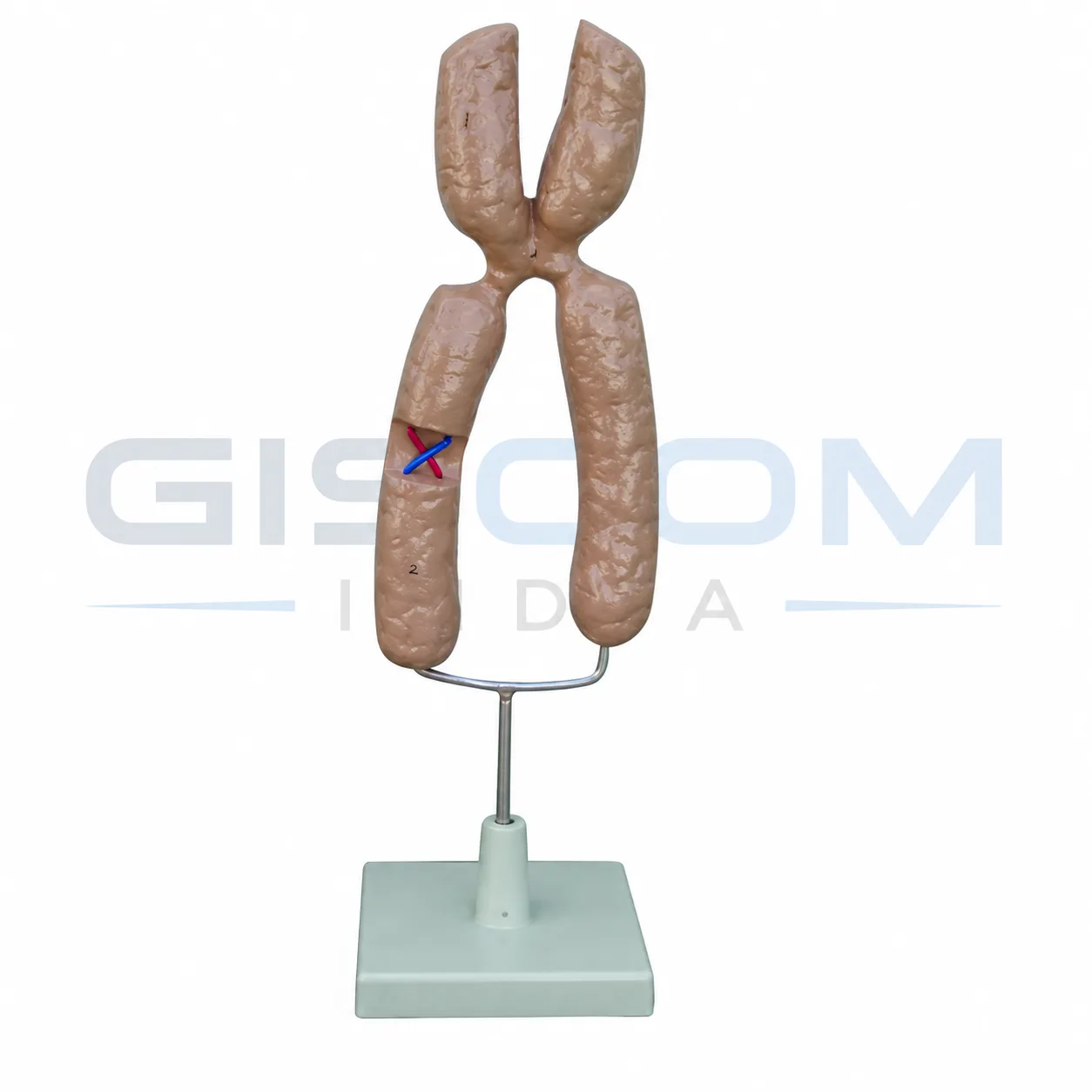 Chromosome Model