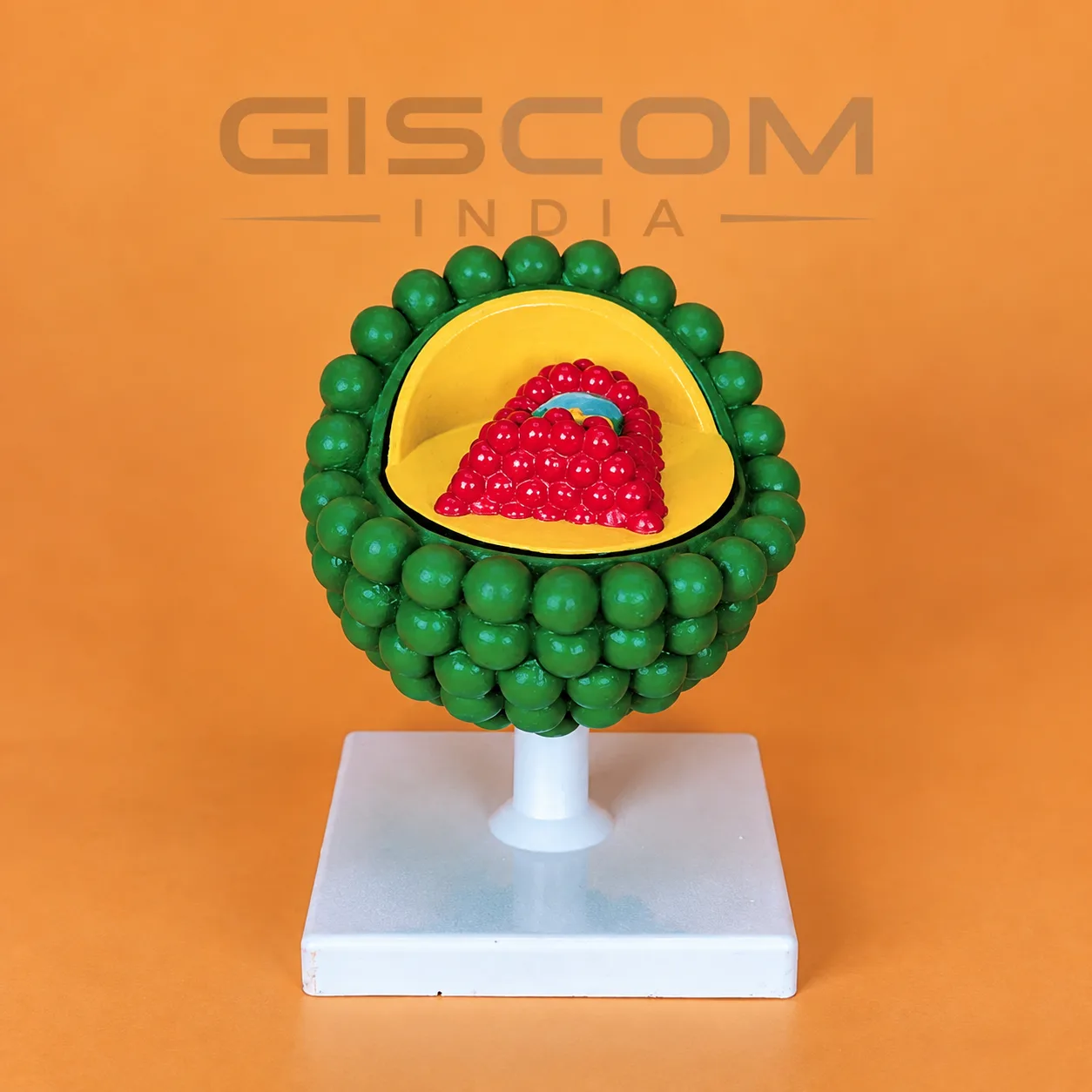 Aids Virus Model