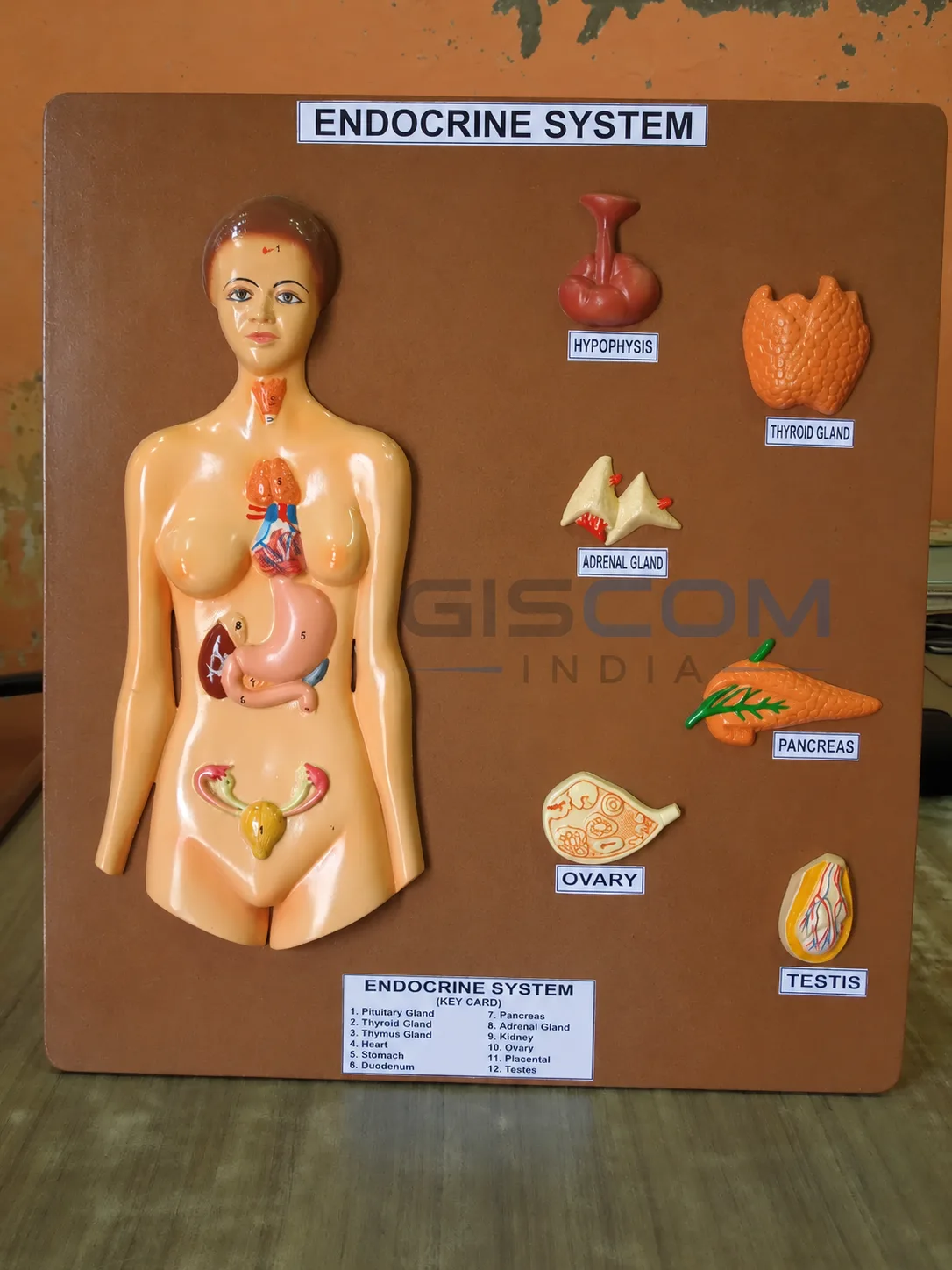 Human Endocrine System (glands)