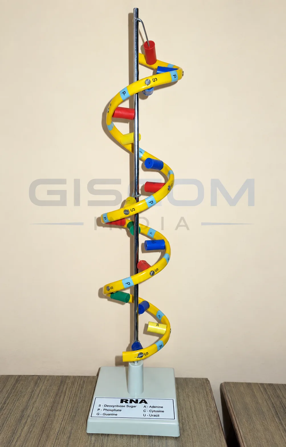 RNA
