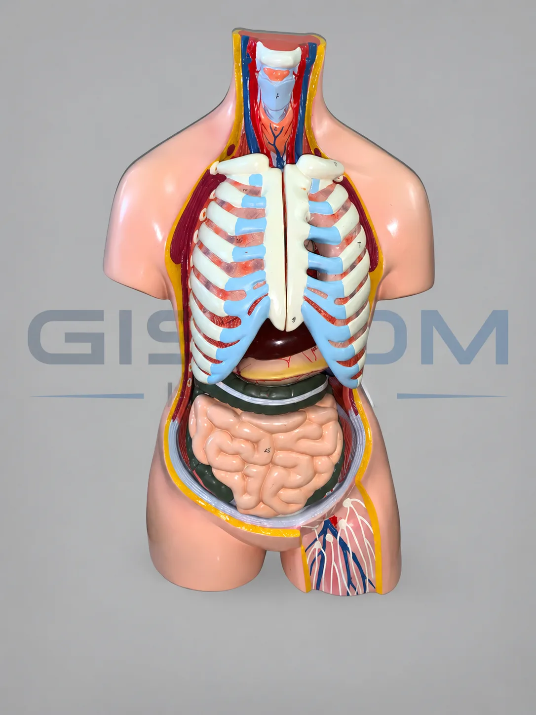 Human Trunk Model