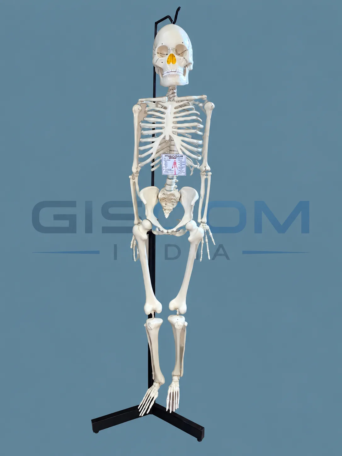 Human Skeleton (Regular)