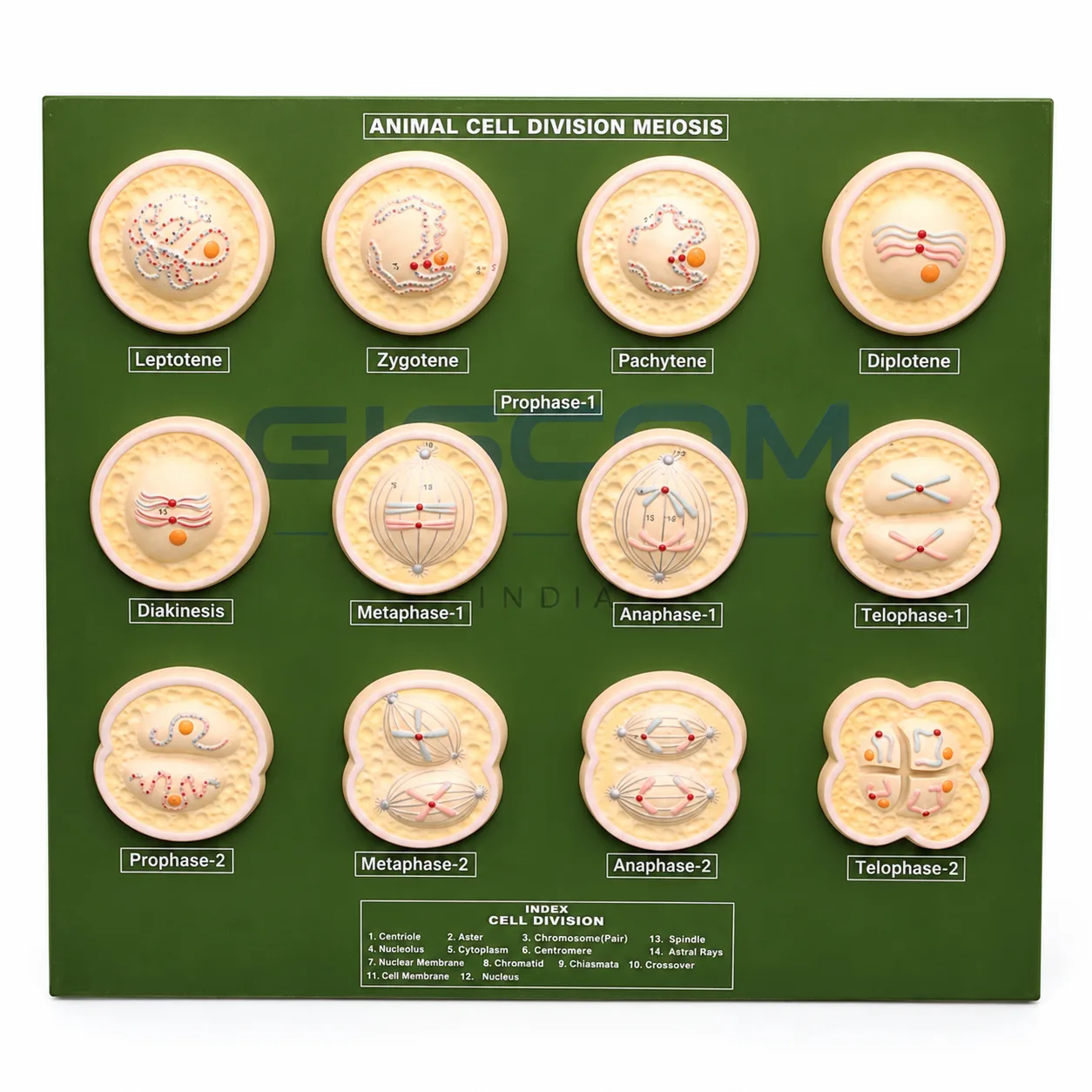 Animal Cell Division, Meiosis