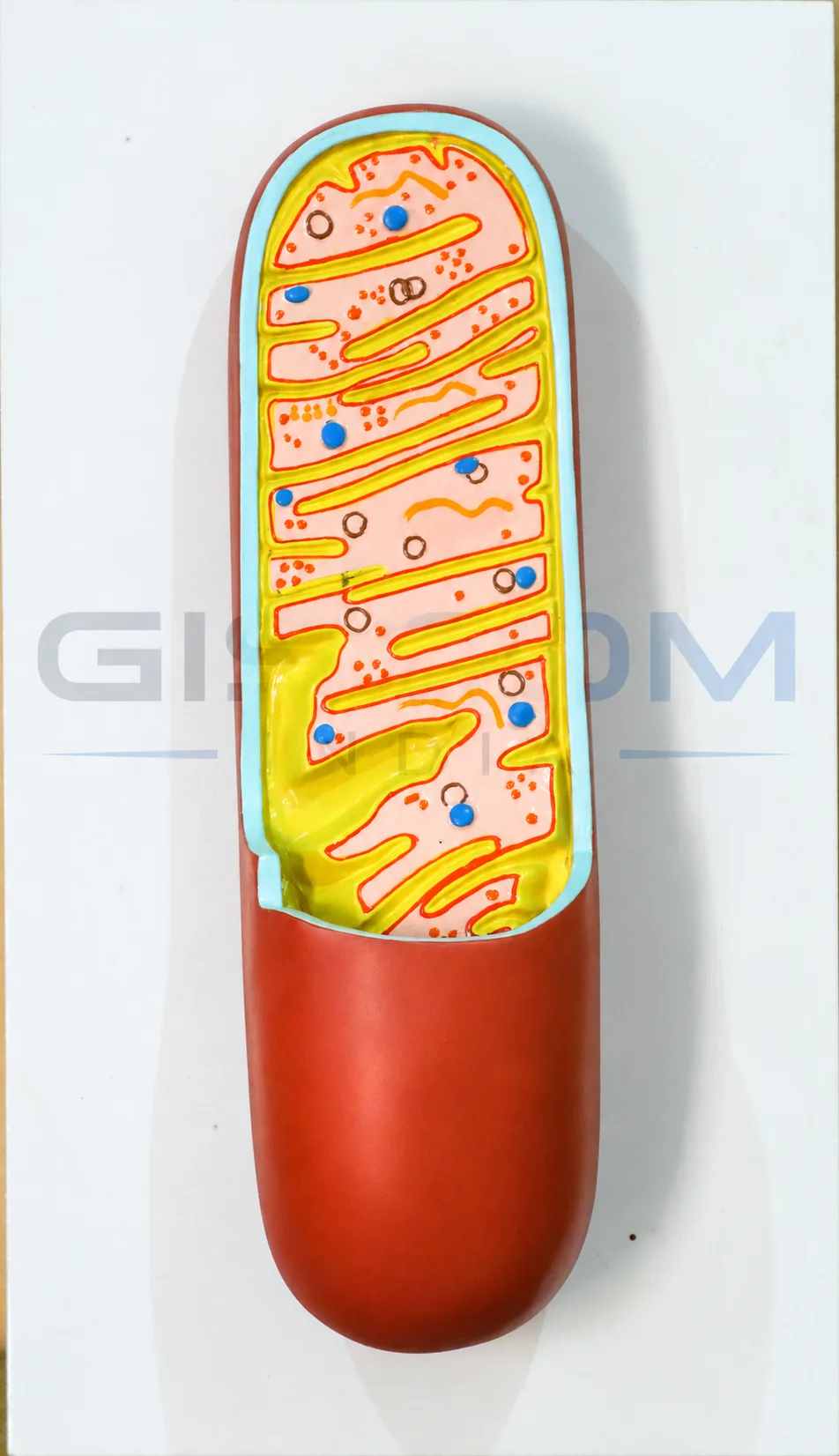 Mitochondria Model