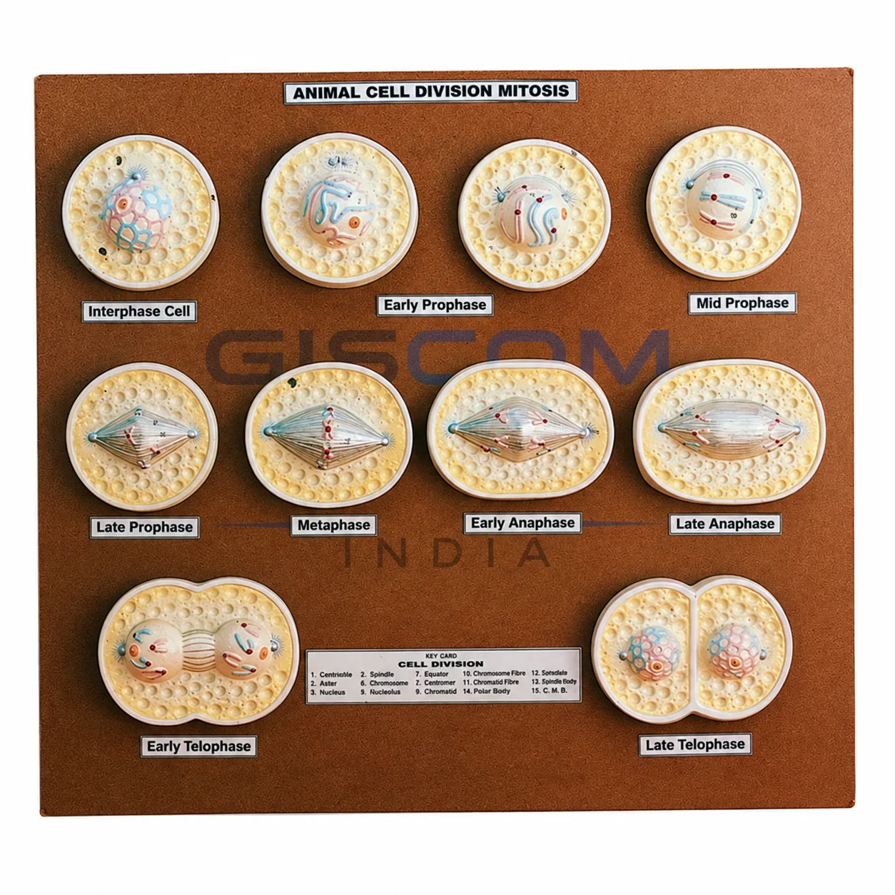 Animal cell Division, Mitosis