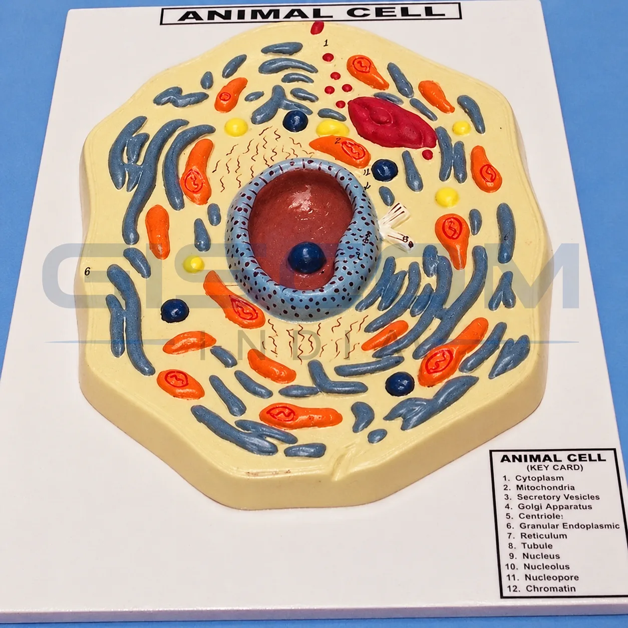 Animal Cell Model