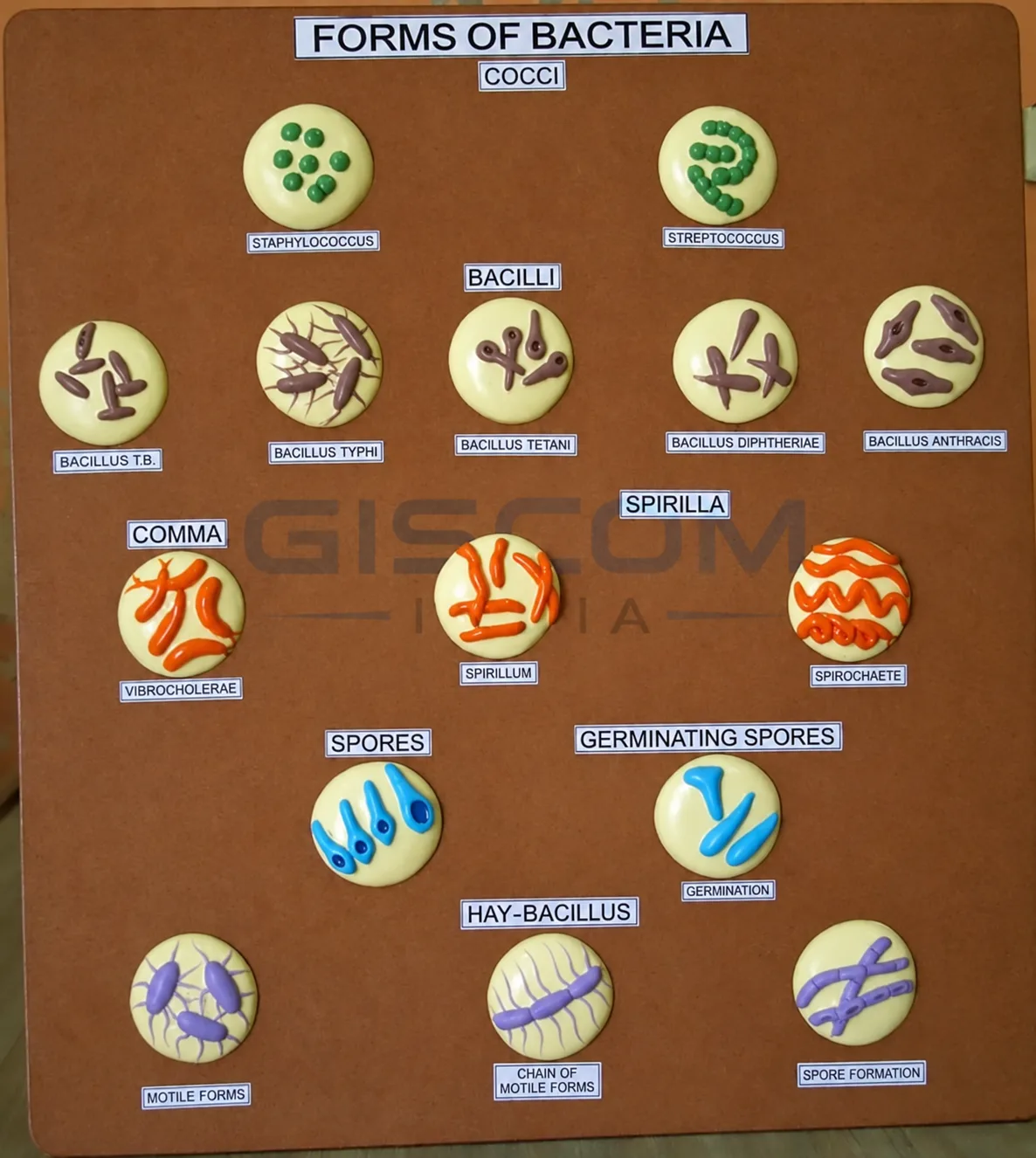 Forms of Bacteria