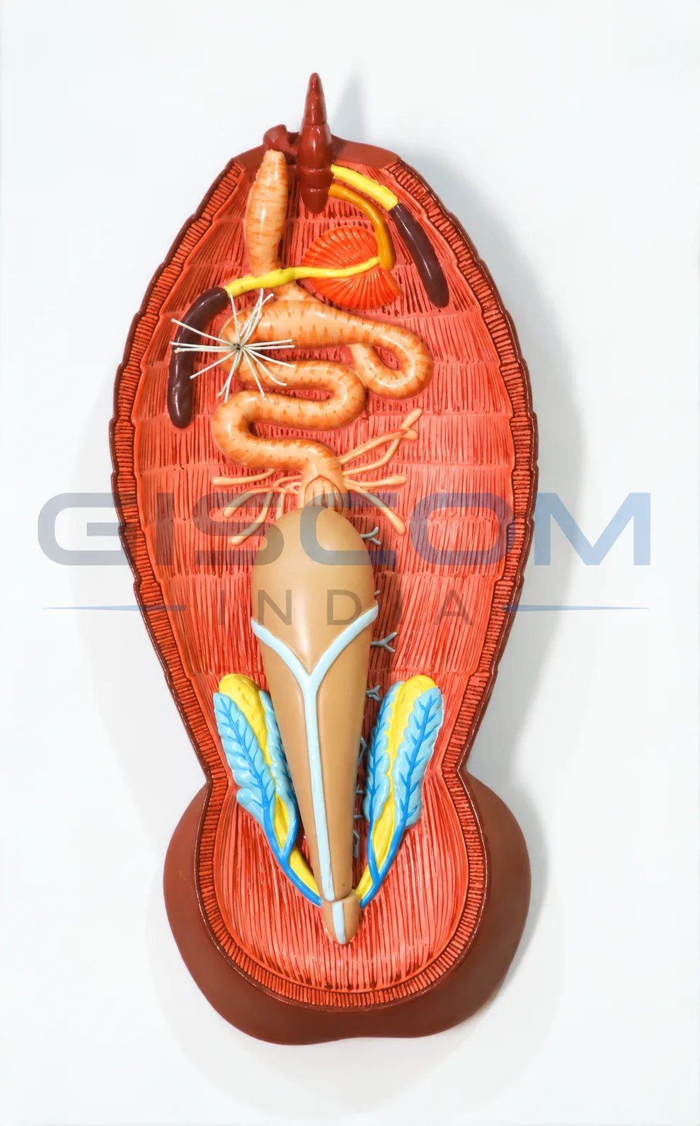 Cockroach Dissected Model