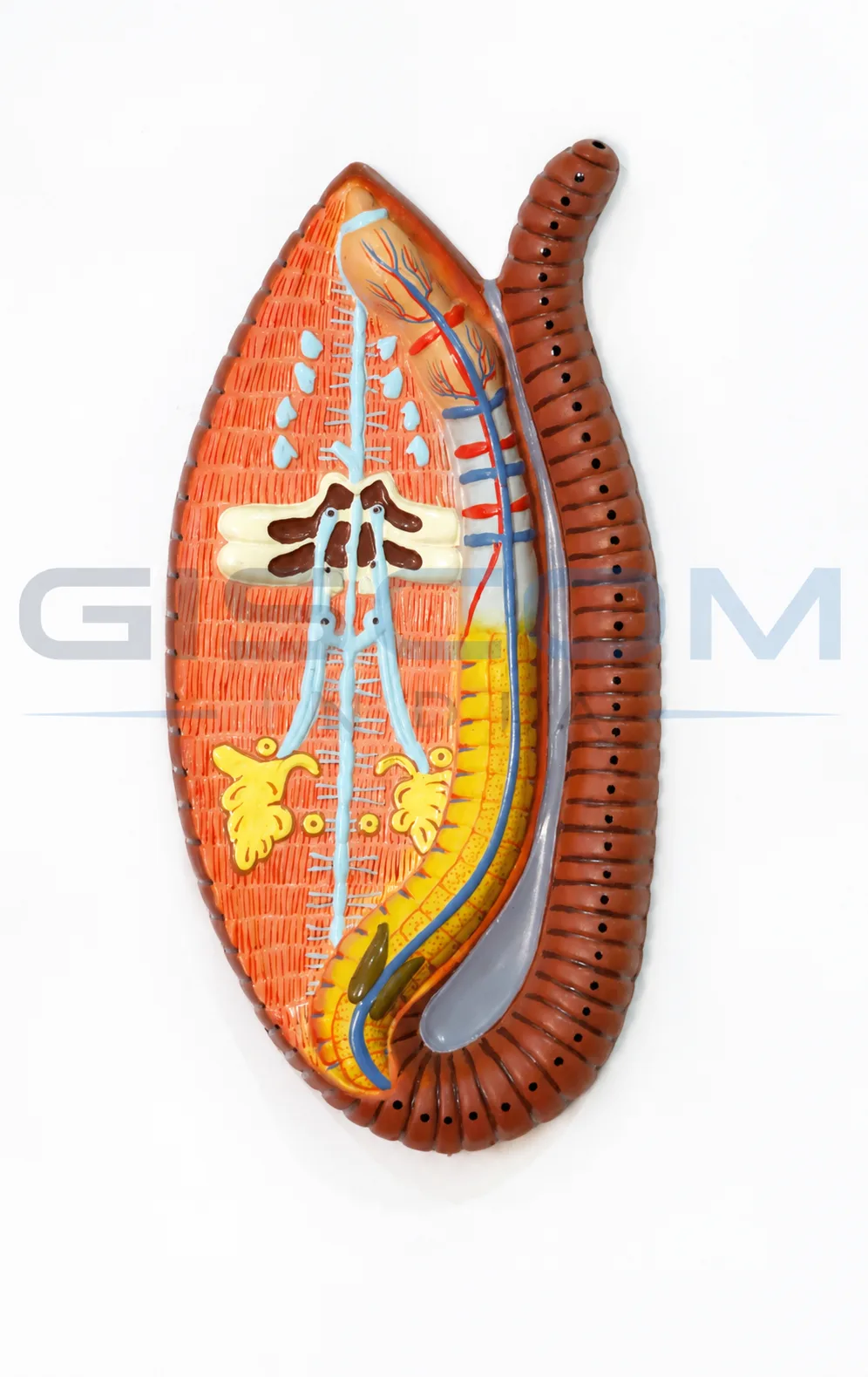 Earthworm Dissection Model