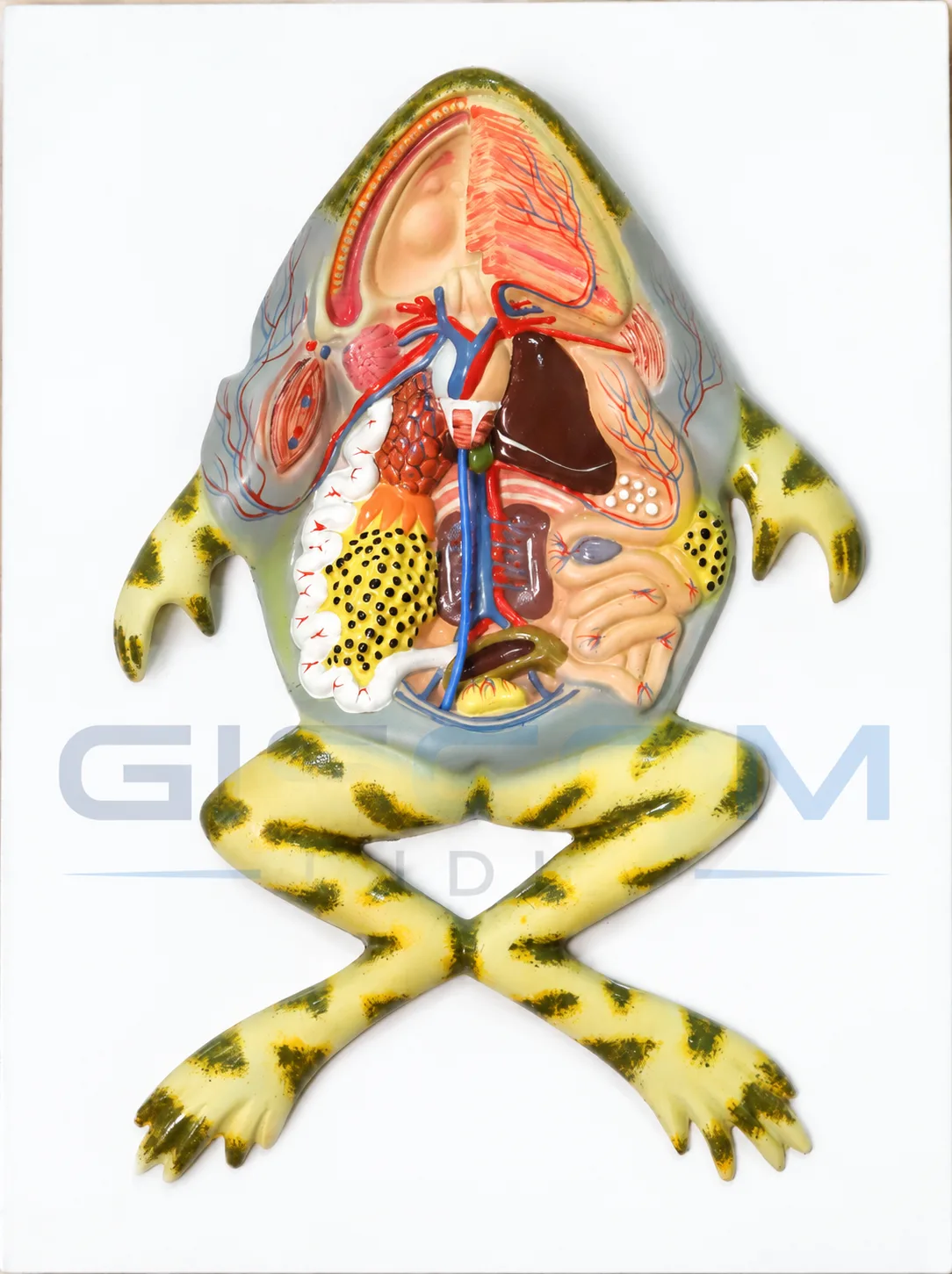 Frog Dissection Model