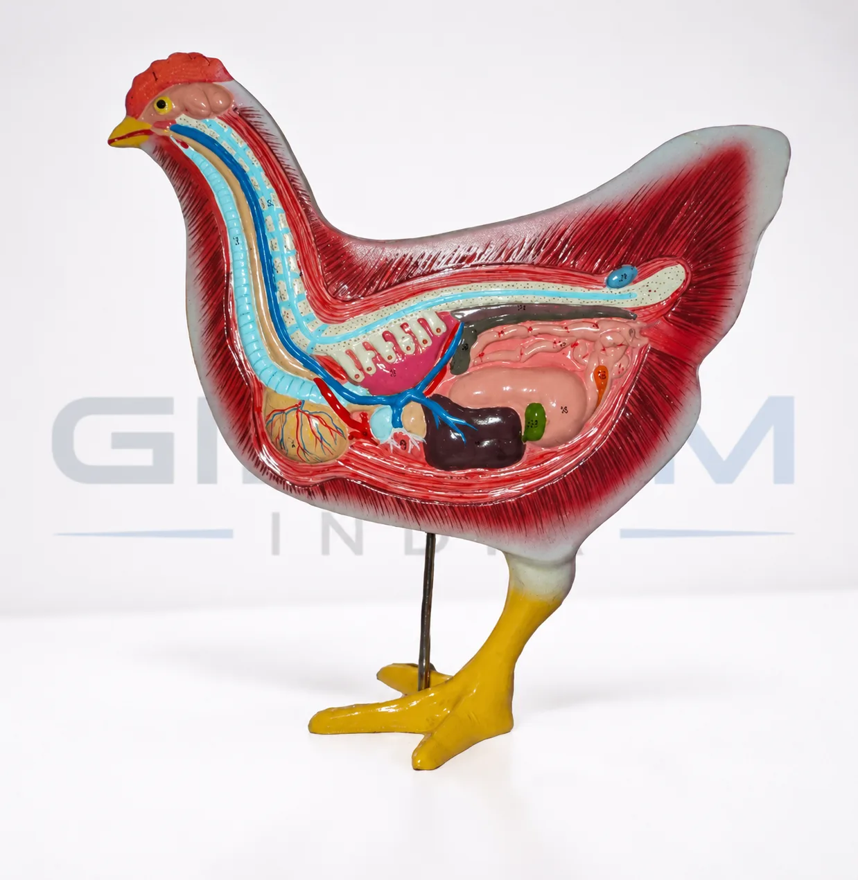 Hen Dissection Model