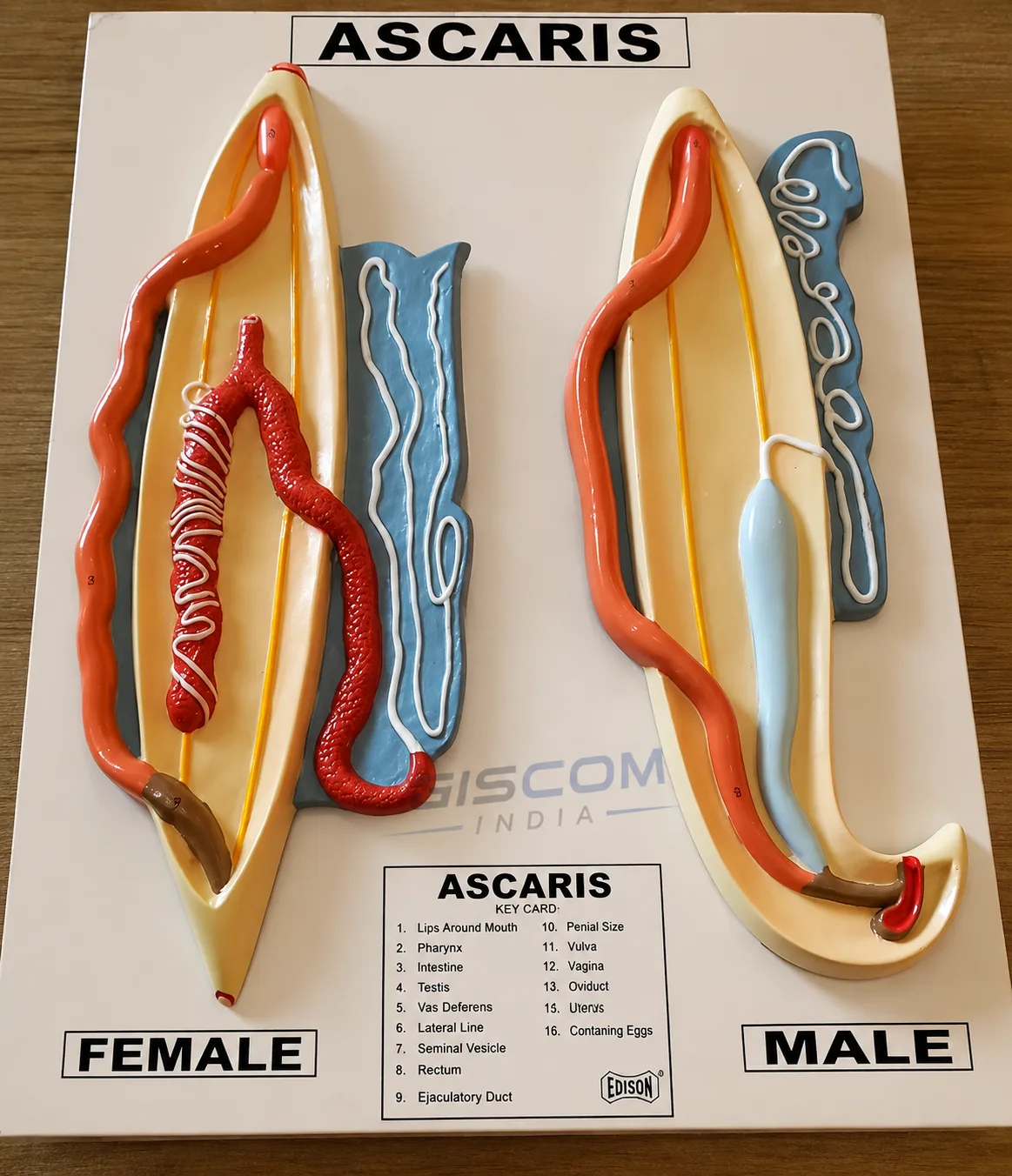 Ascaris Dissection (Male & Female)