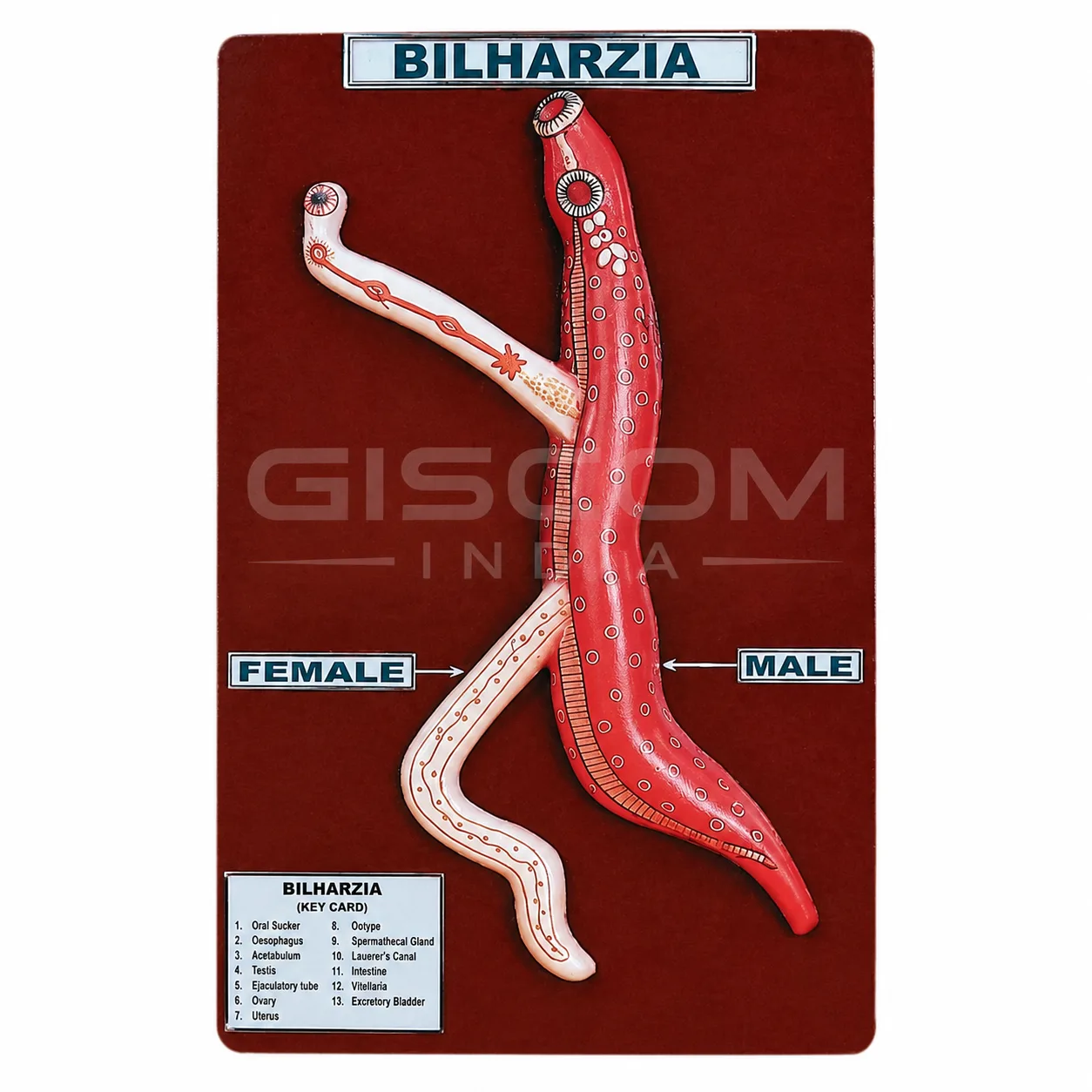 Bilharzia (Male & Female)