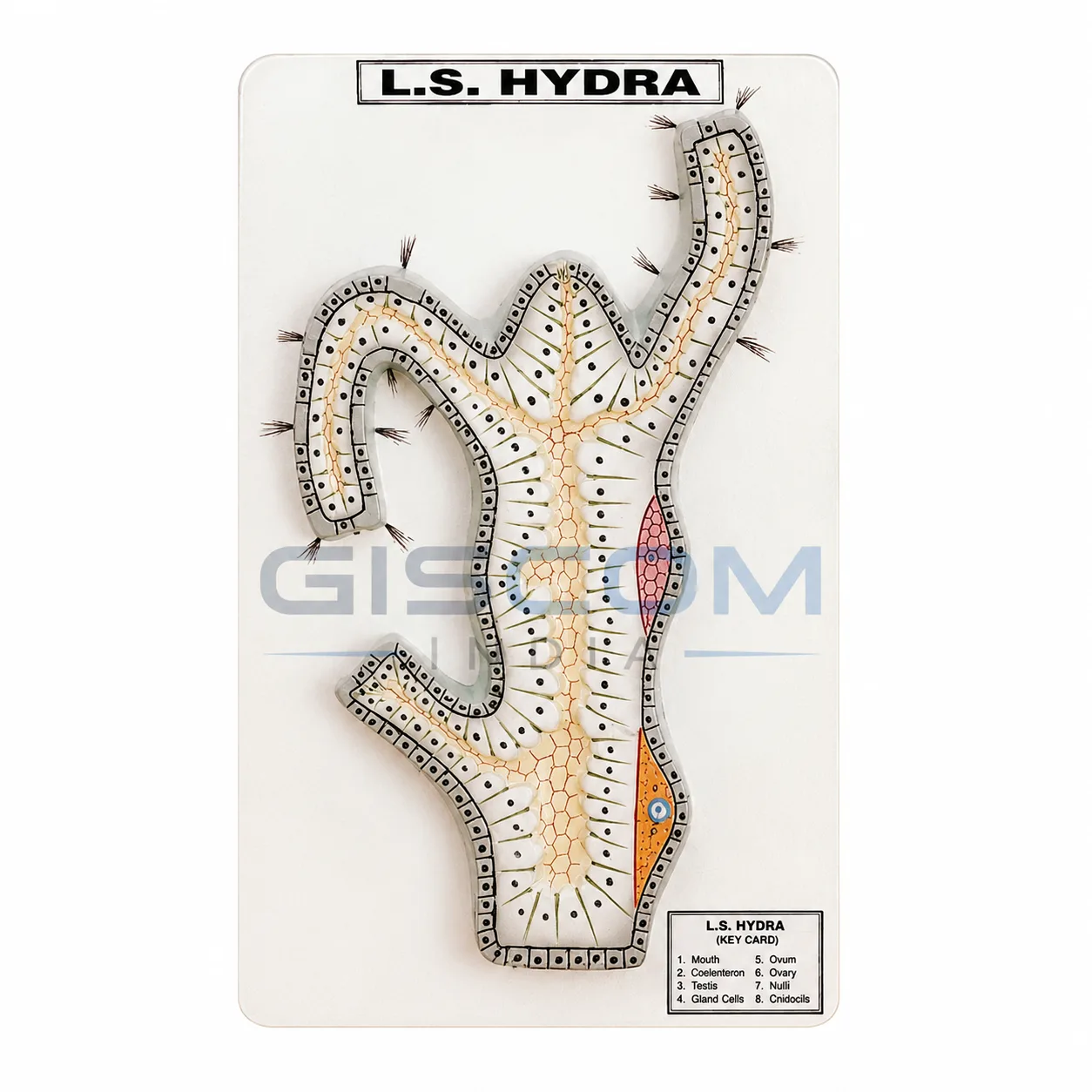 Hydra L.S Model