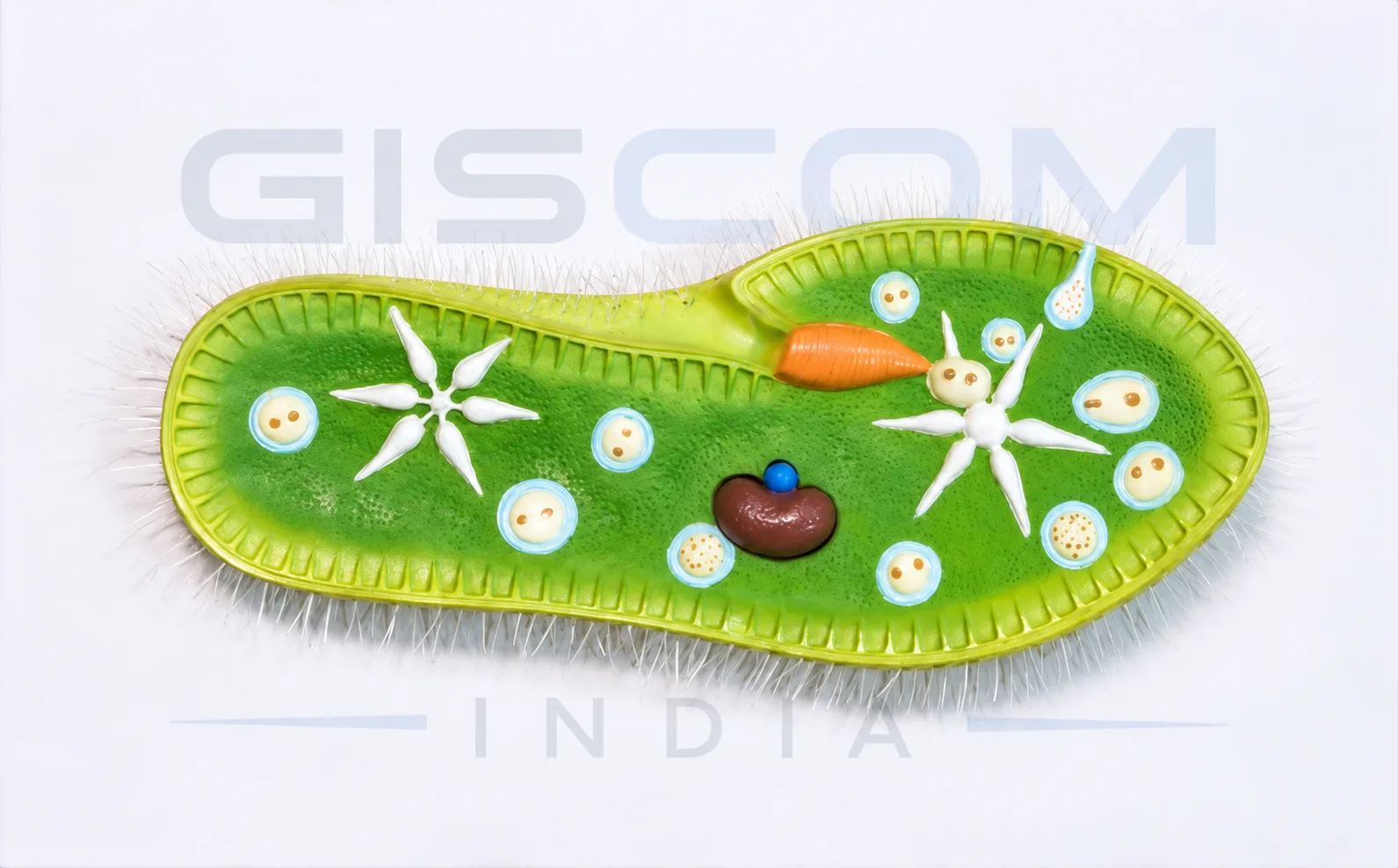 PARAMECIUM MODEL