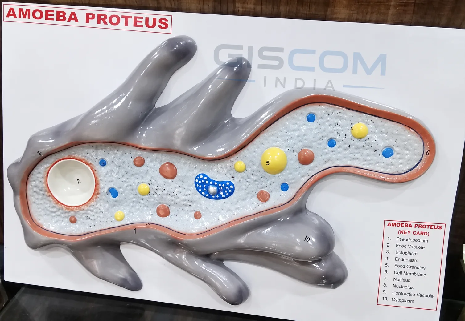 Modeling Amoeba  (AMOEBA PROTEUS MODEL)