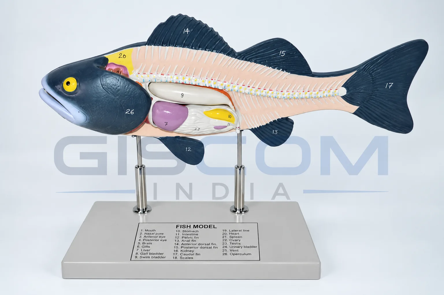 Fish Split Model Structure