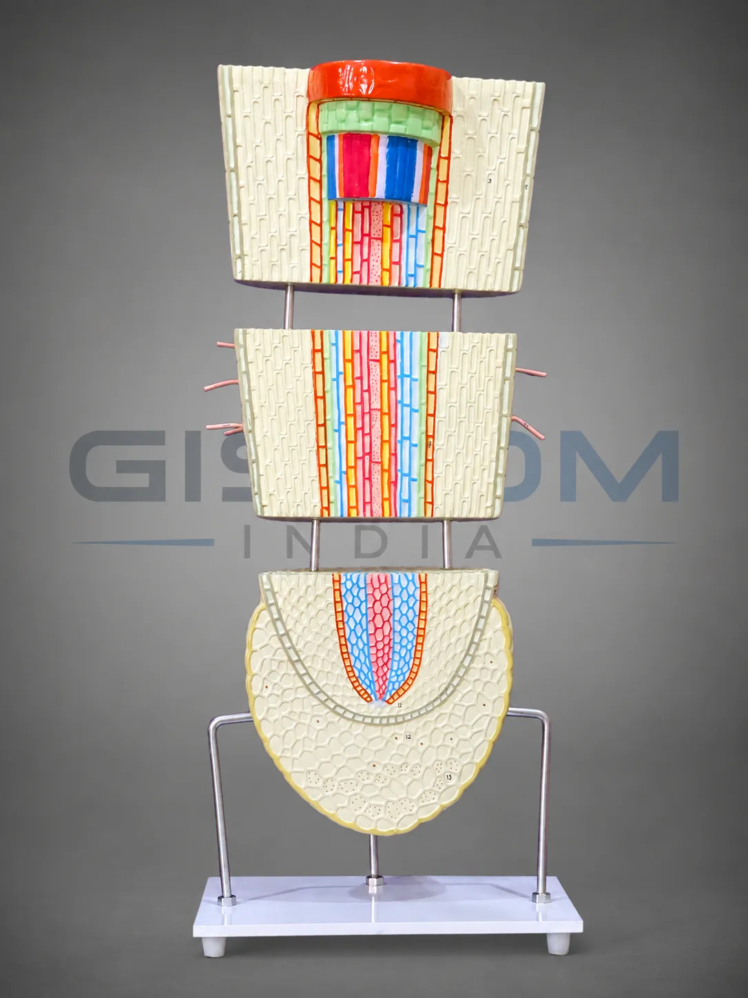 Dicot Root Tip Model