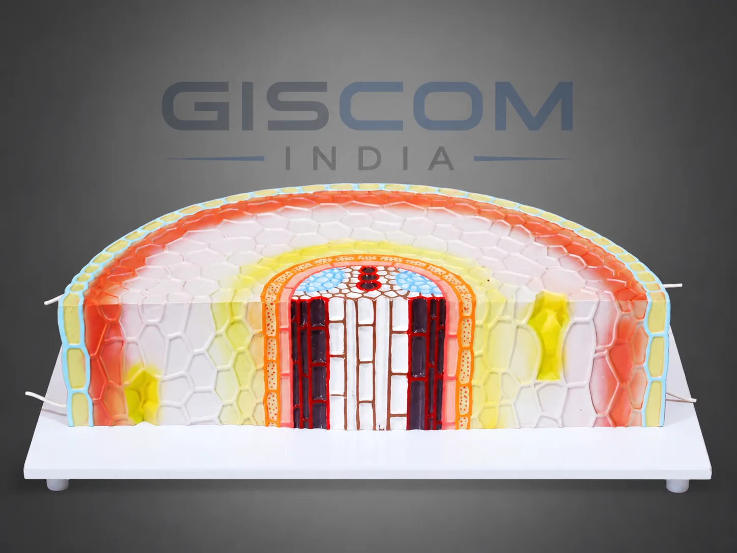 Model Dicot Root T.S. & L.S.