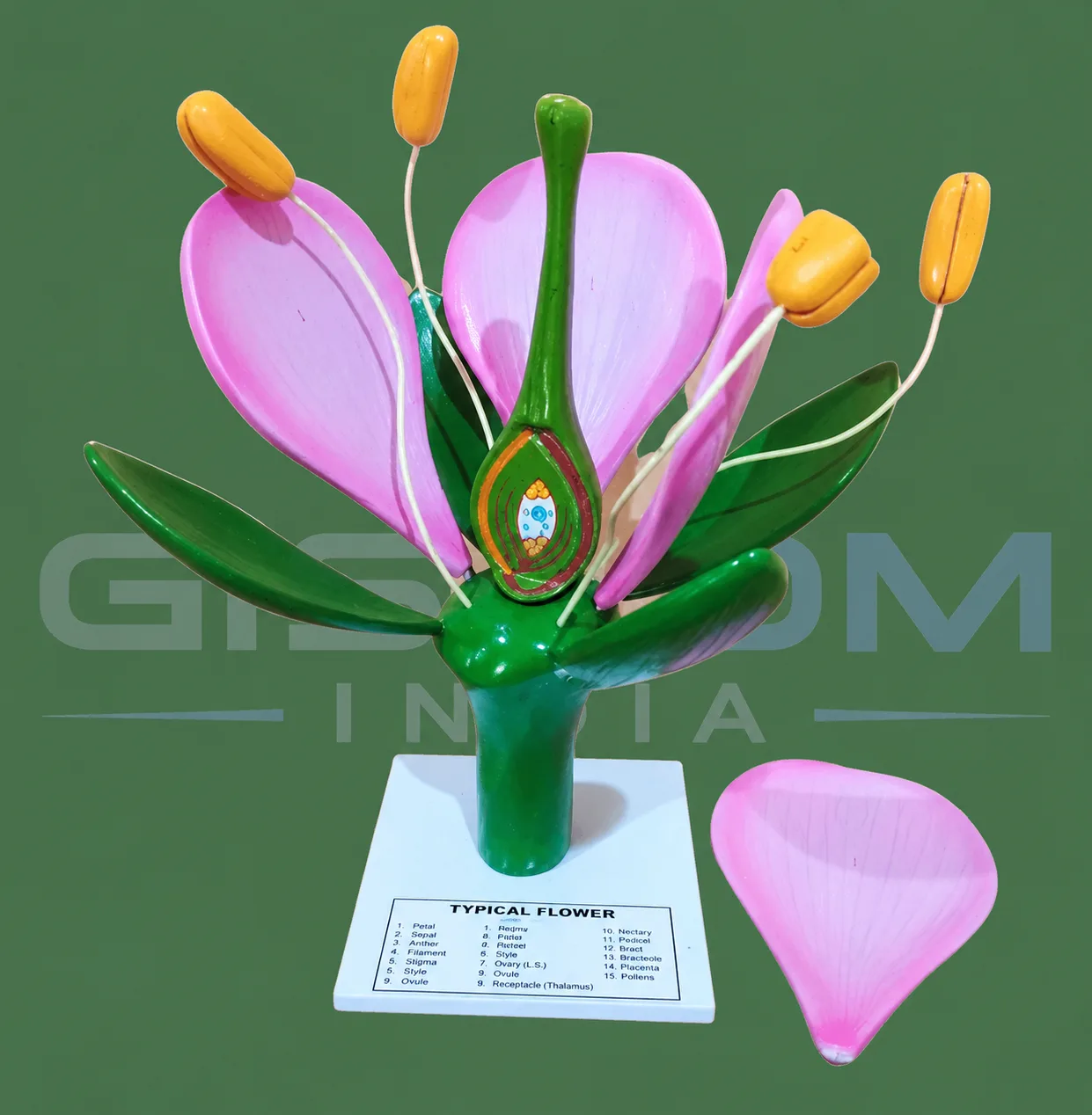 TYPICAL DICOT FLOWER MODEL