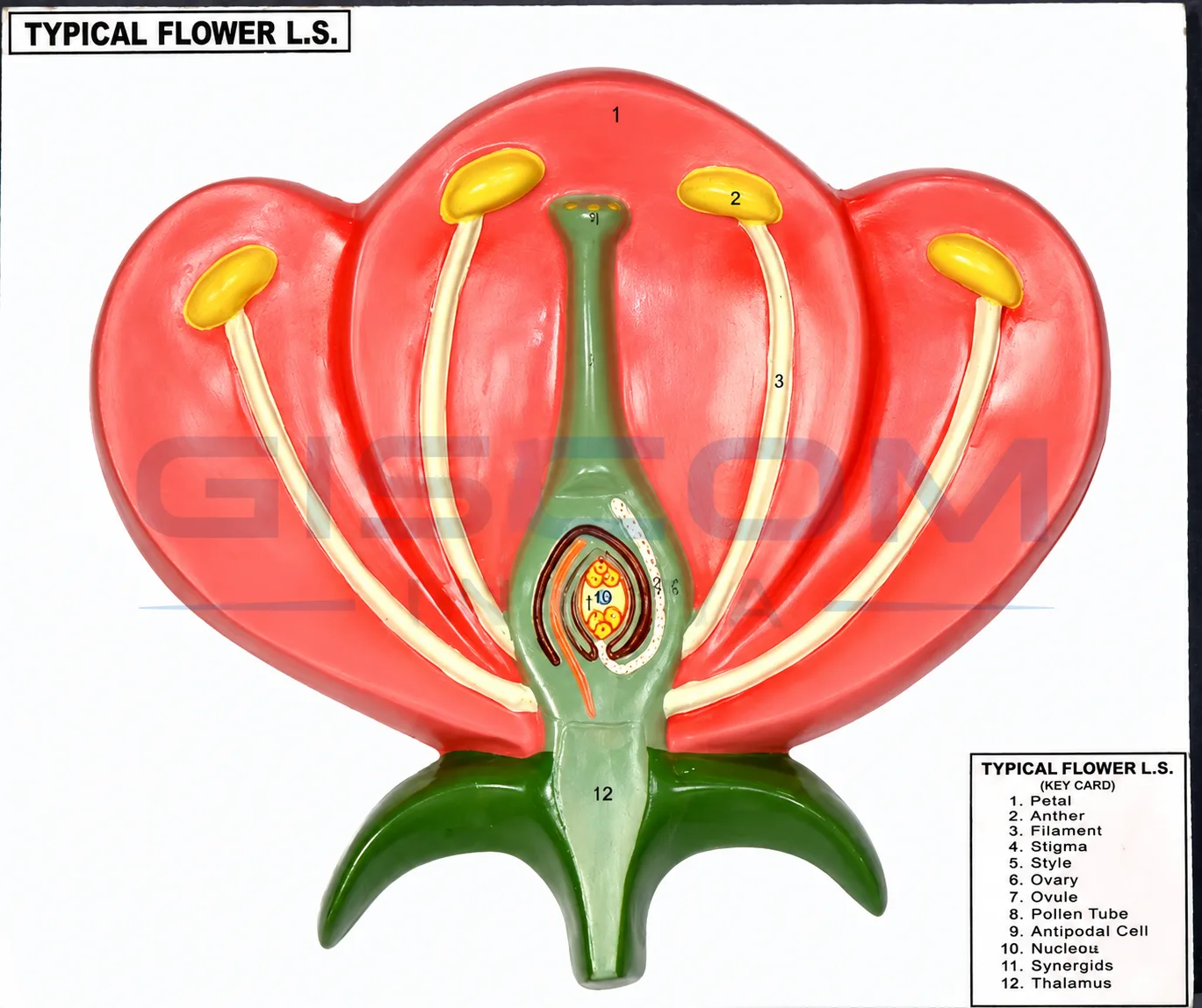 Typical Flower LS Model